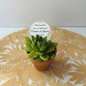 Alternative view of Marturii suculente